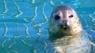 かわいいゴマフアザラシ