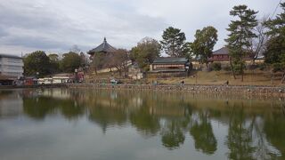 猿沢池は現在工事中で，まったく，雰囲気がちがいます。水が澄んでいる。亀がいない。