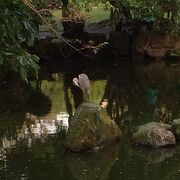 鯉魚池