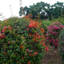 沢山のきれいなブーゲンビリアが咲いていました