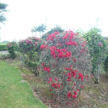 園内には沢山の花が咲いていました