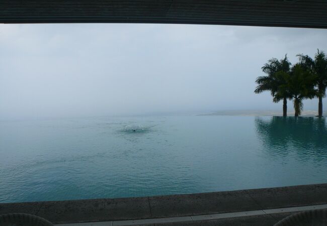 ハワイ島の森林 ジャングル クチコミ人気ランキング フォートラベル ハワイ島 Hawaii Island