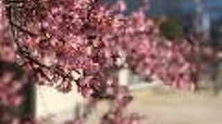 河津桜がとても綺麗に咲いていました。