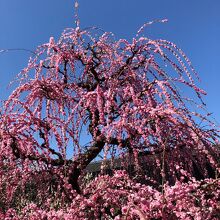 とても綺麗な枝垂れ梅の花