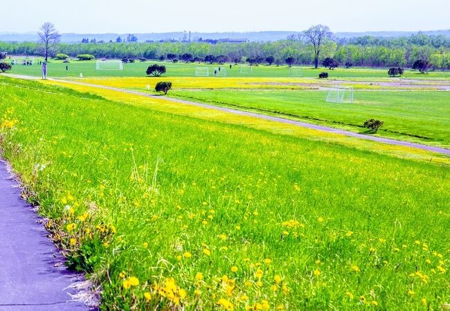 堤防の春はたんぽぽが一面に！