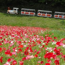 くりはま花の国 ポピーまつり