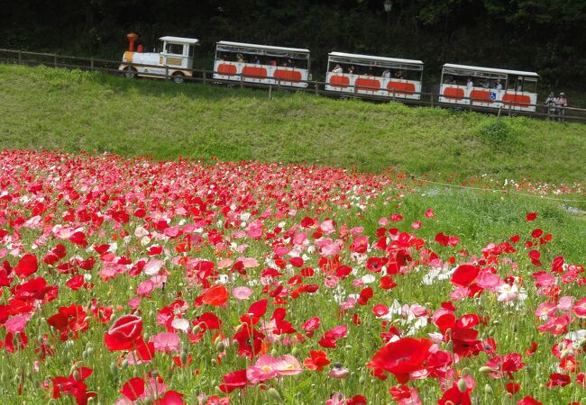 くりはま花の国 ポピーまつり