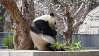 パンダ返還が近づき特別体制