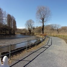 冬ですが、こんな風景。