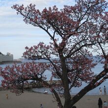 桜とビーチ