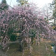 梅の花がキレイでした。