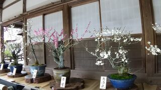 梅が咲く石山寺