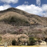 梅の花の名所