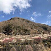 山全体が梅の花