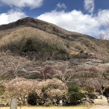 梅まつり開催中の幕山