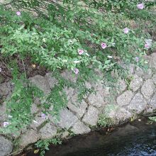 綺麗な花も咲いています