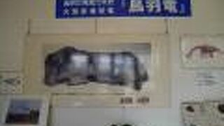 化石好きな人にも。