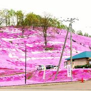 春の定番「芝桜」