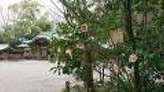 太郎庵椿が咲く