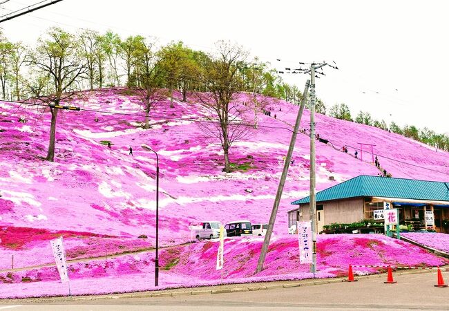 春の定番「芝桜」