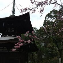 多宝塔と桜