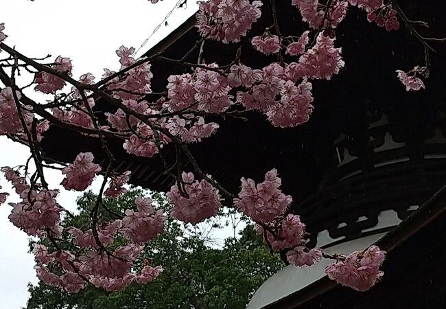 石山寺 多宝塔 クチコミ アクセス 営業時間 石山寺周辺 フォートラベル