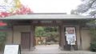 １月になれば、霜囲いの牡丹が・・・。