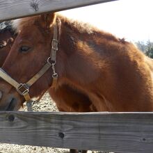 おとなしい木曽馬は、人を怖がらずに近づいてきます