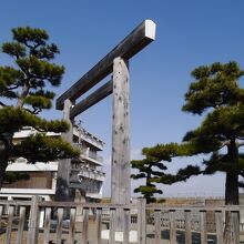 みごとな鳥居と松。