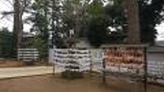 高い木が目立つ