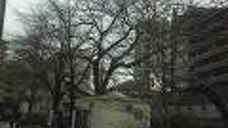 まもなくソメイヨシノ