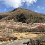 梅の花の絨毯