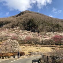 幕山の麓に広がる梅林