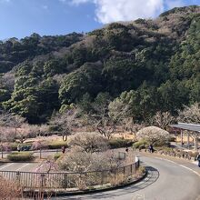 公園の散策路