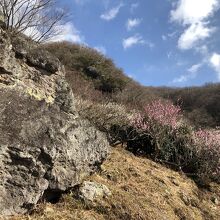 山頂へのハイキングコースの中ほど