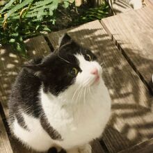 お庭に　ニャンコがやって来ました