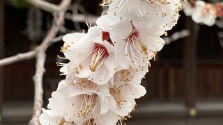 北野天満宮　　梅苑公開　開花見頃