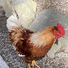 熱田神宮の神鶏