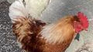 神鷄のお出迎え