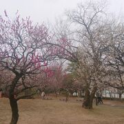 梅の花が綺麗