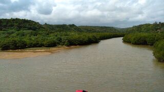 マングローブ林です。