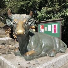 ピカピカの撫で牛