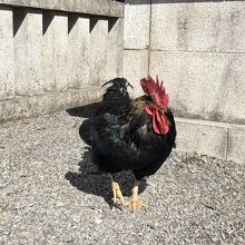 谷保天満宮のにわとり