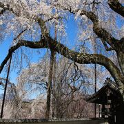 見事なしだれ桜です