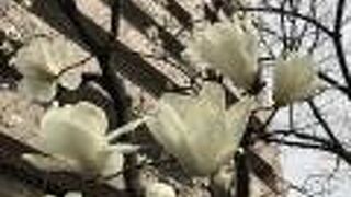 モクレンの花が美しい。