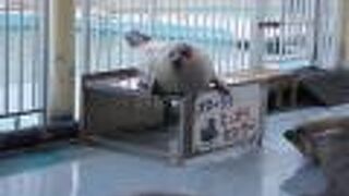 ショータイムに合わせて行ってください