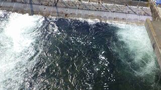 インディアン水車や遡上する鮭を見ることができました