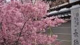 ひと足早く見頃なおかめ桜