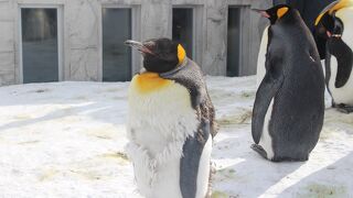ペンギンで有名な動物ですが、他にも珍しい動物がいます