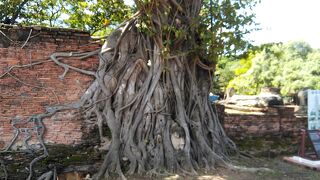 アユタヤでも一番人気がある寺院